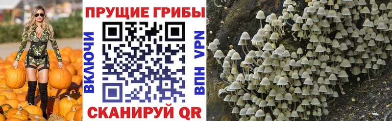 Галлюциногенные грибы MAGIC MUSHROOMS  Курск 